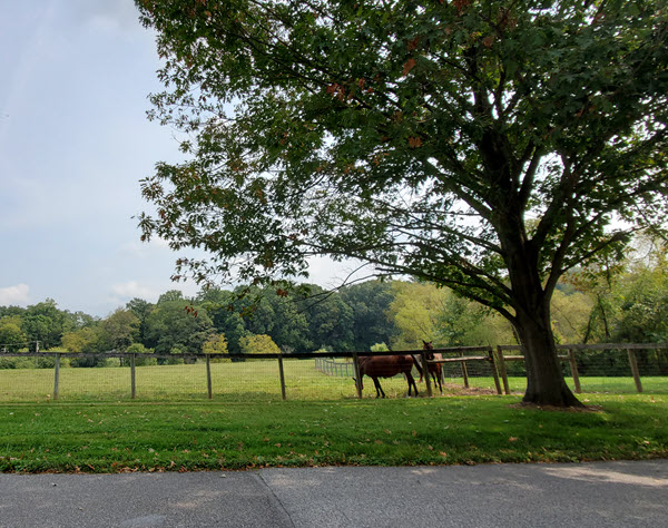 green-field-horse-tree-600w