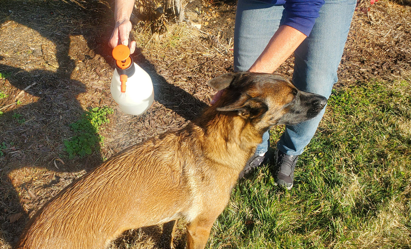 ppt dog sprayed