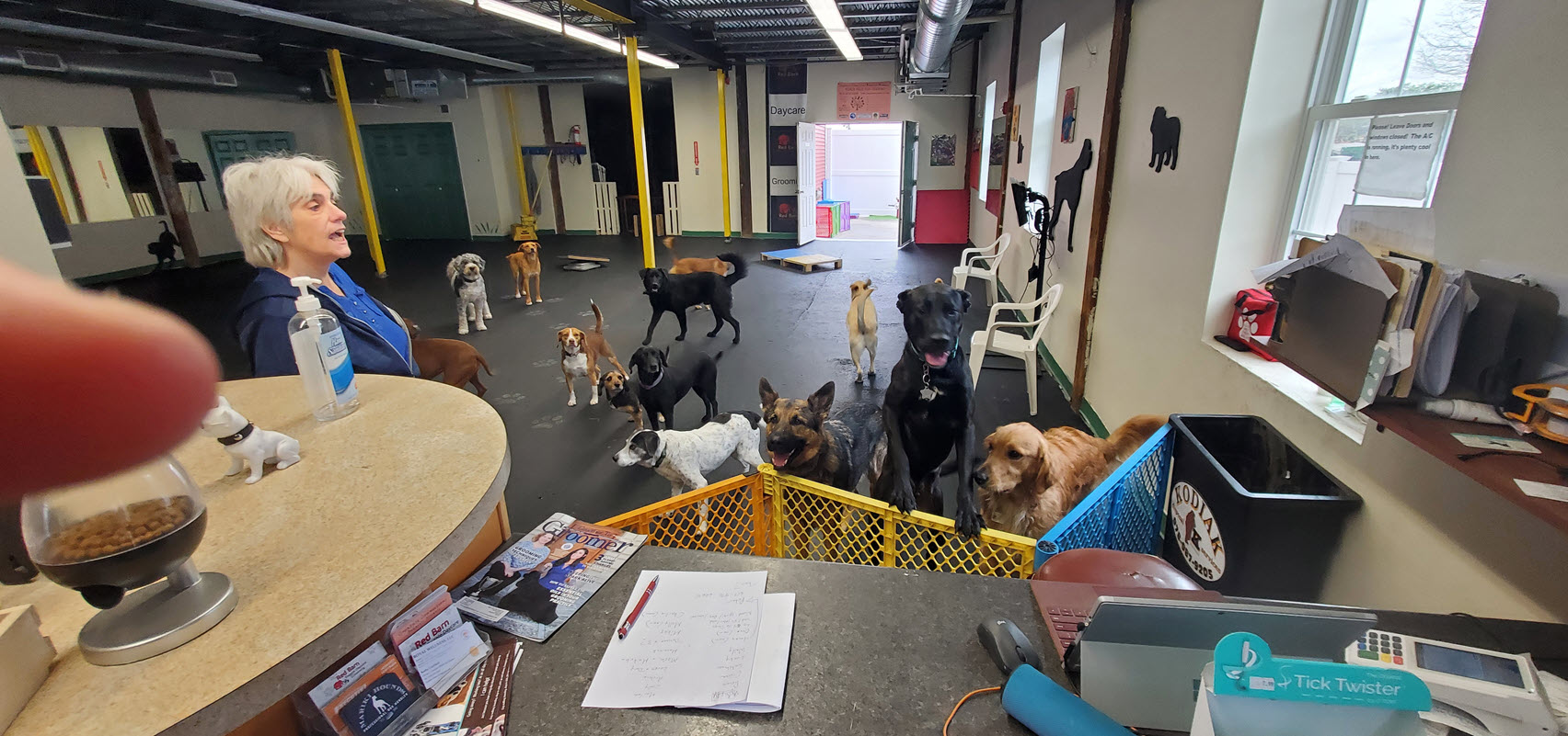 ppt dogs inside
