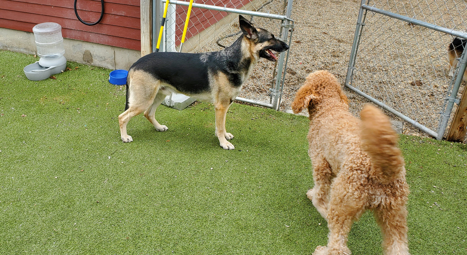 ppt two dogs on mat
