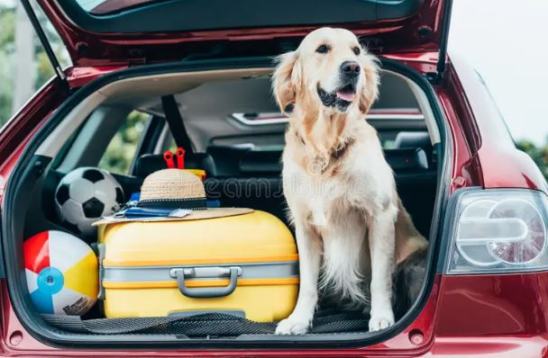 dogincar2