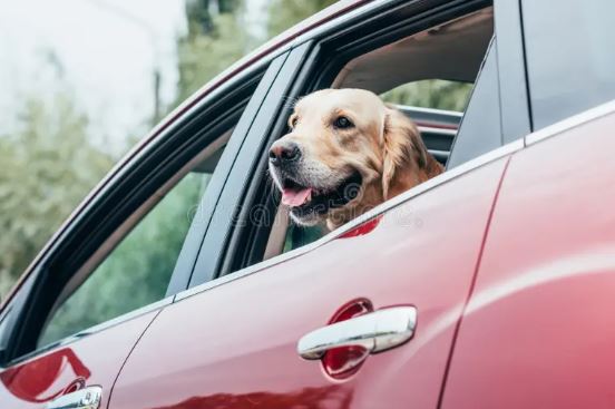 dogincar3