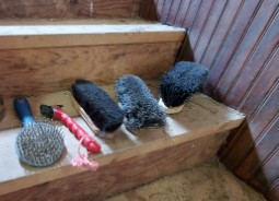 brushes
